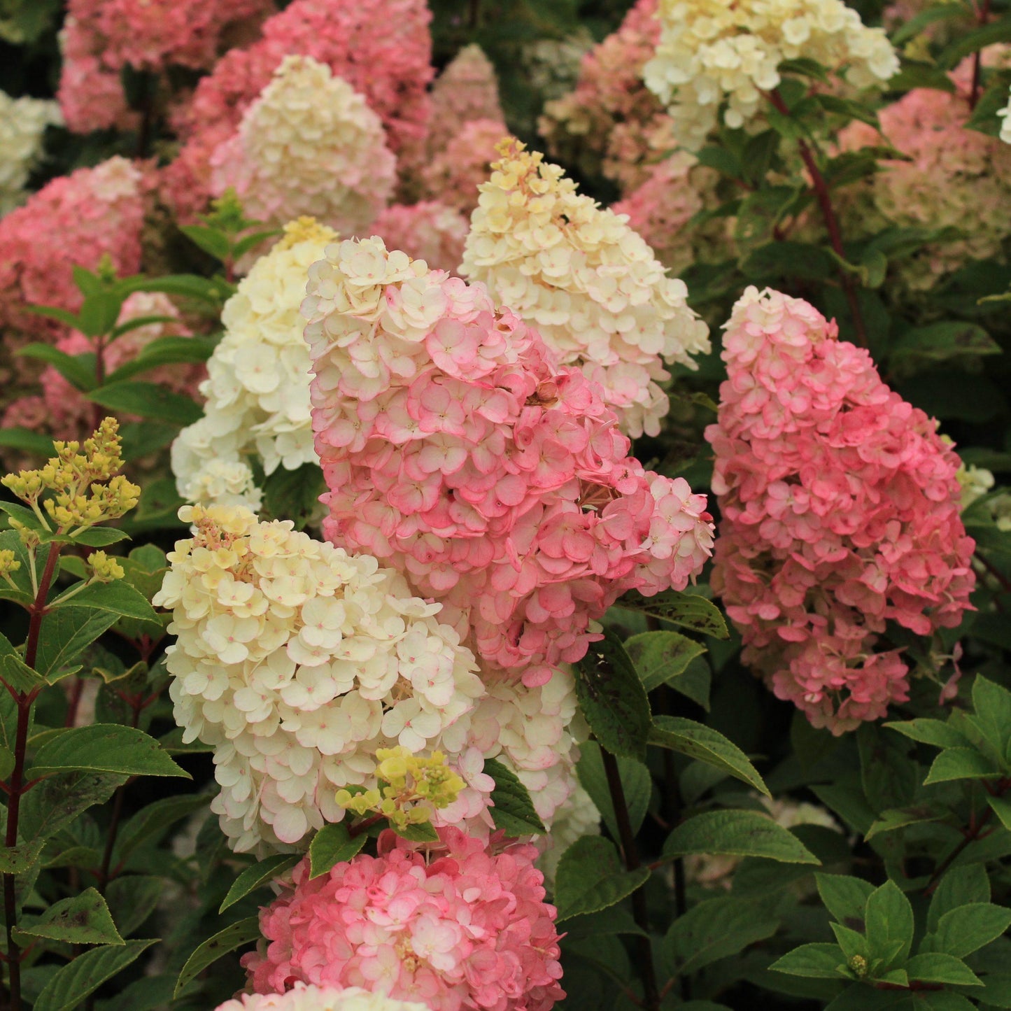Hydrangea Paniculata Strawberry Sundae - View 2 from www redcrocus com