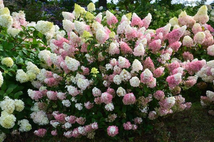Hydrangea Paniculata Strawberry Sundae - View 4 from www redcrocus com