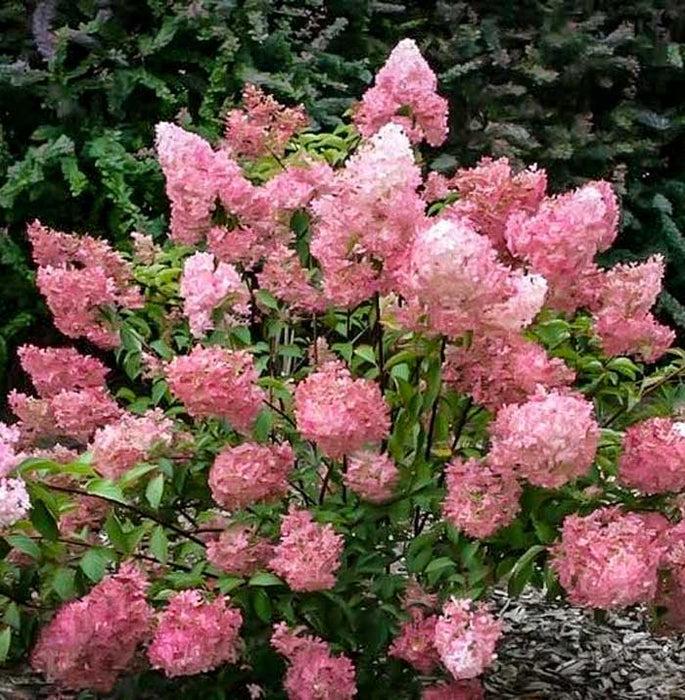 Hydrangea Paniculata Strawberry Sundae - View 6 from www redcrocus com