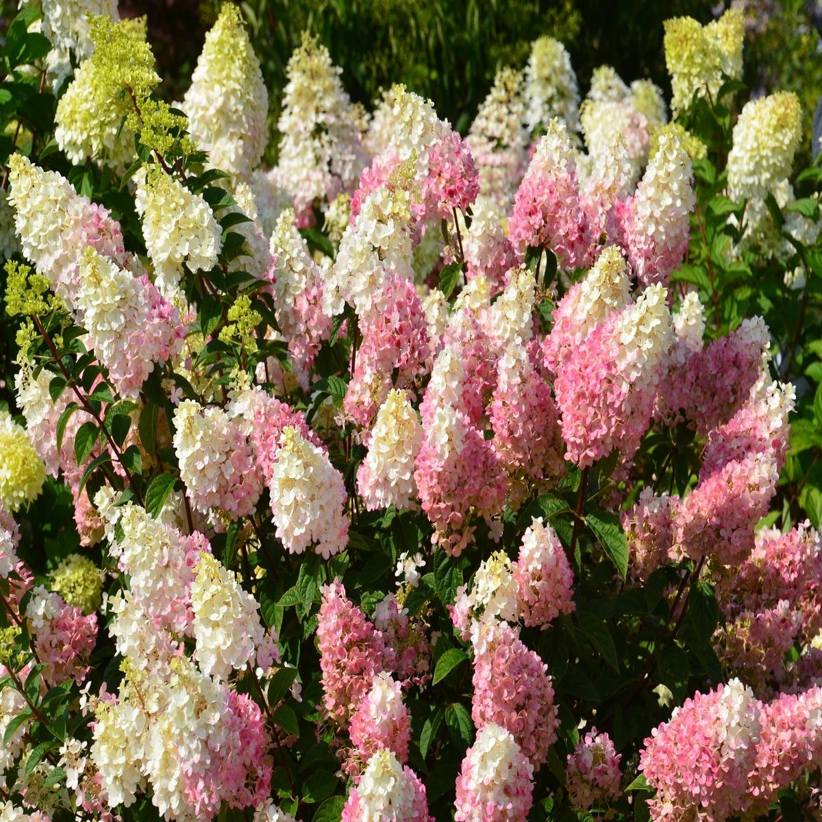 Hydrangea Paniculata Strawberry Sundae - View 7 from www redcrocus com
