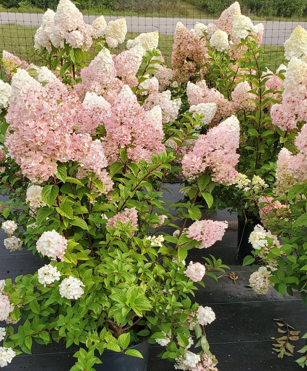 Hydrangea Paniculata Strawberry Sundae - View 8 from www redcrocus com