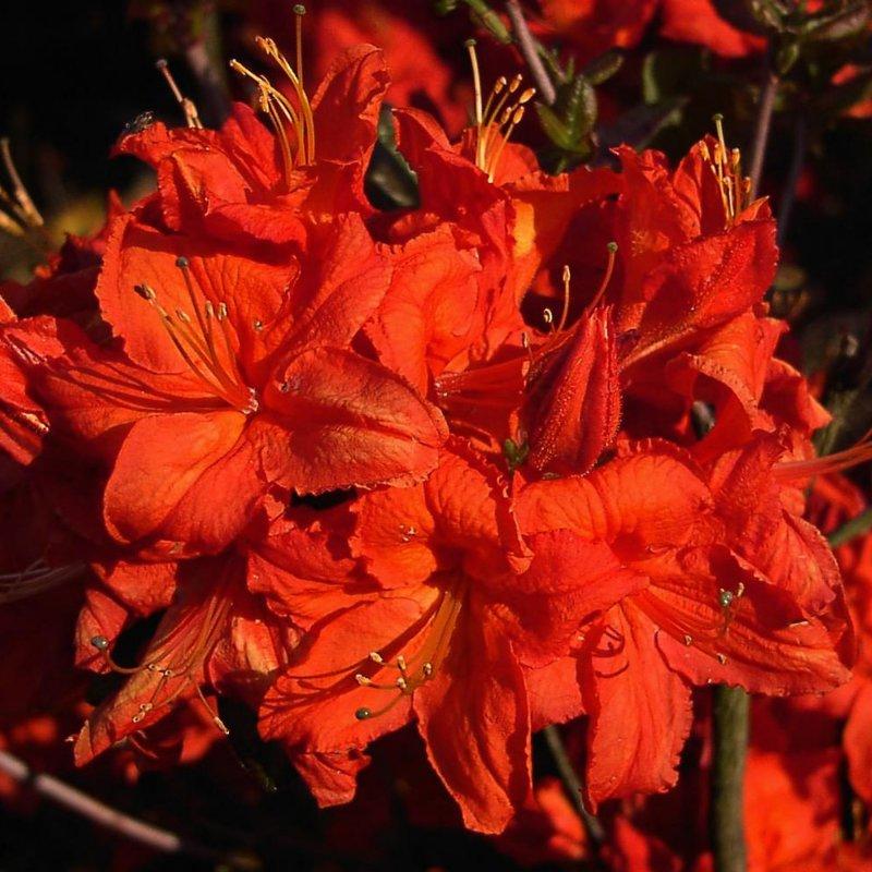 Azalea Fireball - View 13 from www redcrocus com