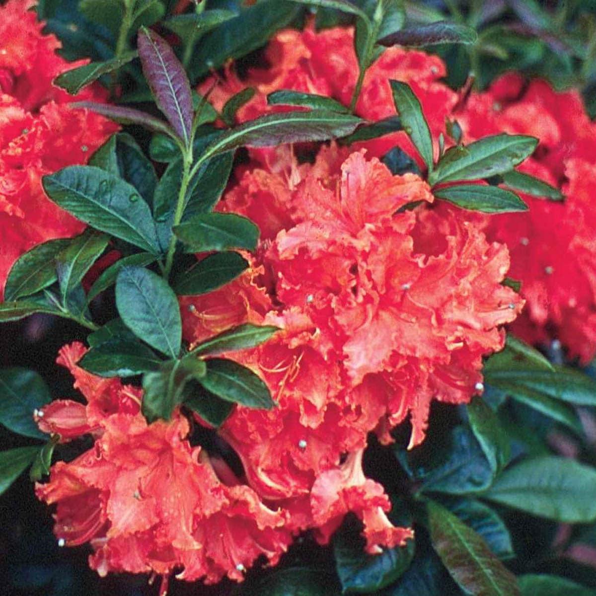 Azalea Fireball - View 8 from www redcrocus com