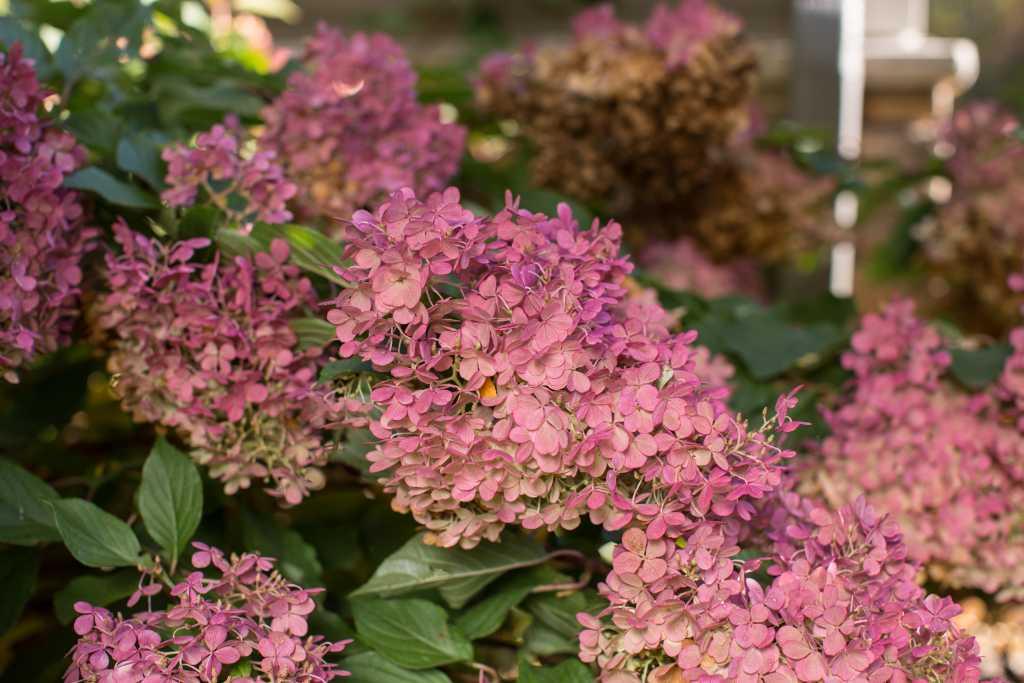 Hydrangea Paniculata Vanilla Strawberry Tree Form - View 10 from www redcrocus com