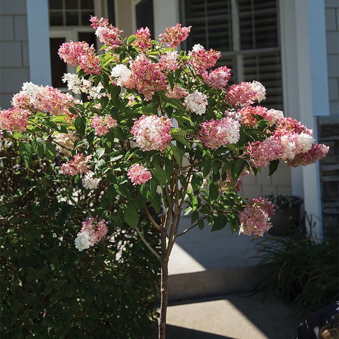 Hydrangea Paniculata Vanilla Strawberry Tree Form - View 11 from www redcrocus com