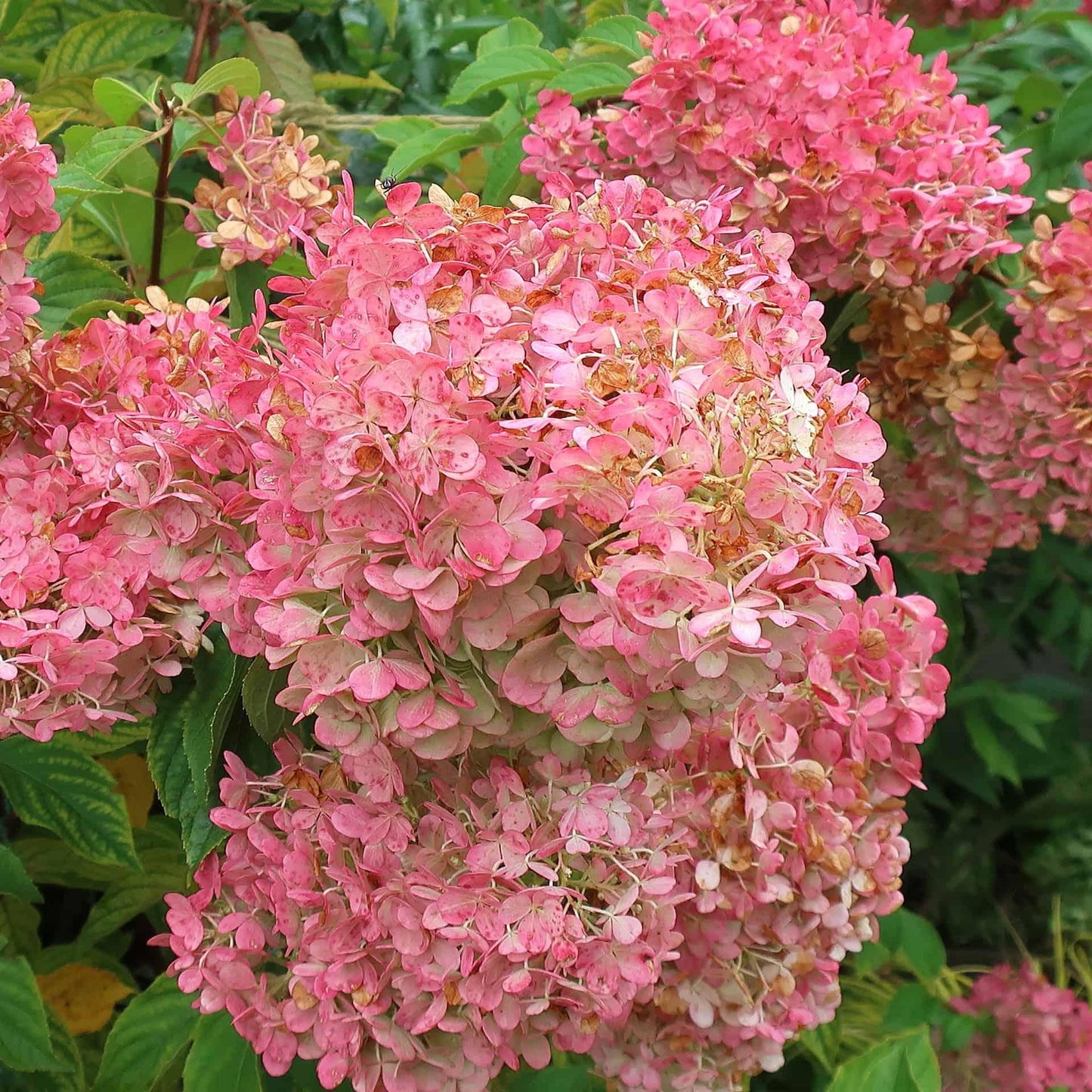 Hydrangea Paniculata Vanilla Strawberry Tree Form - View 12 from www redcrocus com