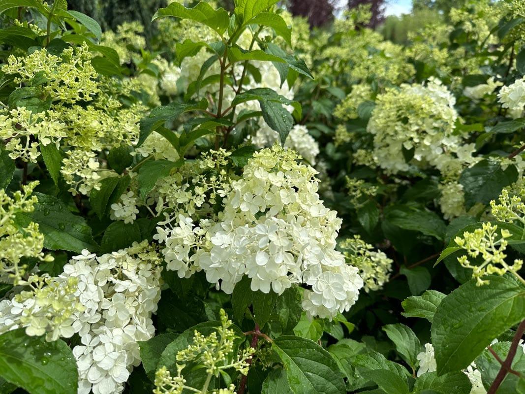Hydrangea Paniculata Vanilla Strawberry Tree Form - View 15 from www redcrocus com