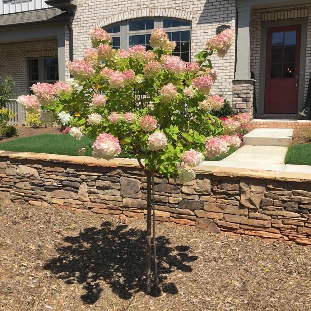 Hydrangea Paniculata Vanilla Strawberry Tree Form - View 16 from www redcrocus com