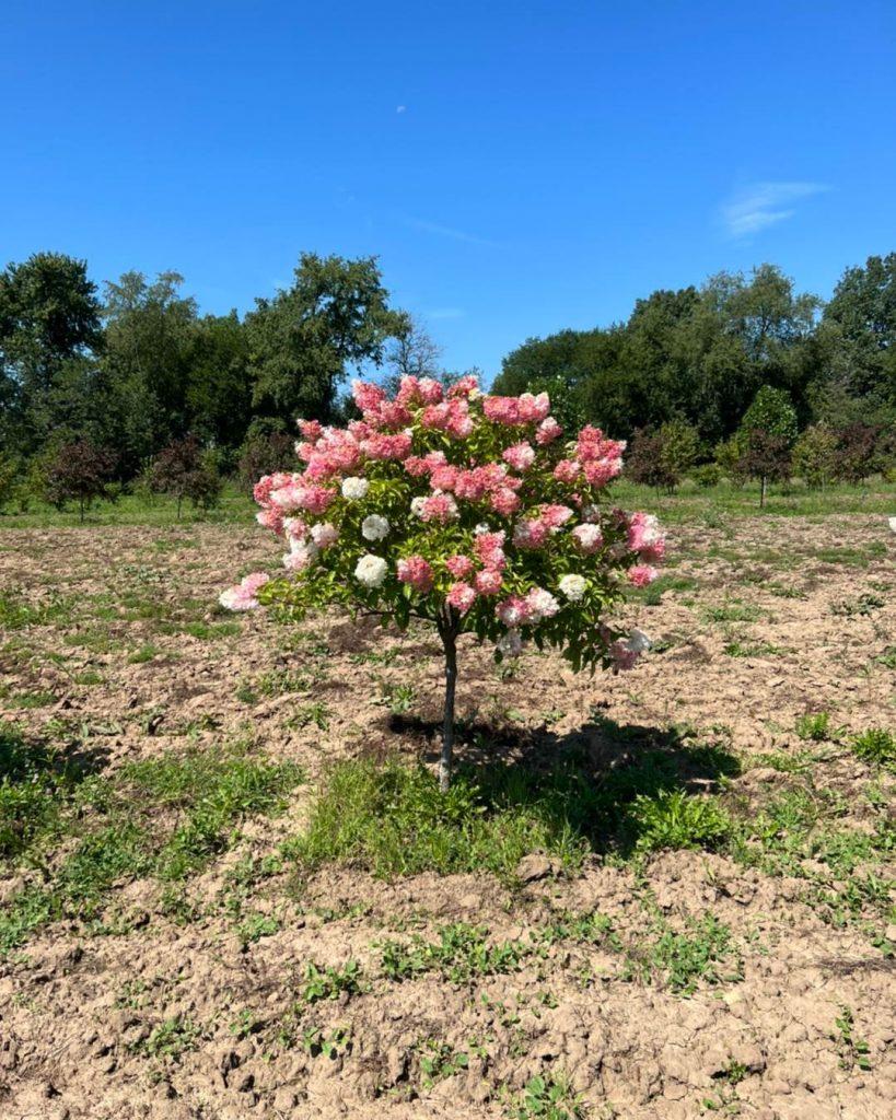 Hydrangea Paniculata Vanilla Strawberry Tree Form - View 17 from www redcrocus com