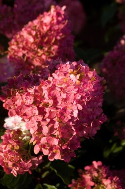 Hydrangea Paniculata Vanilla Strawberry Tree Form - View 18 from www redcrocus com