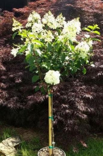 Hydrangea Paniculata Vanilla Strawberry Tree Form - View 20 from www redcrocus com