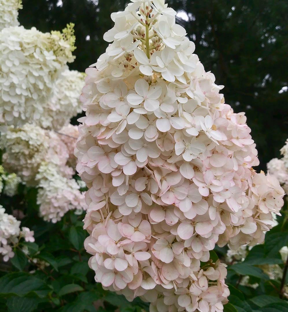Hydrangea Paniculata Vanilla Strawberry Tree Form - View 4 from www redcrocus com