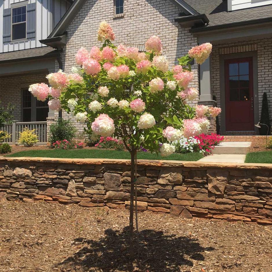 Hydrangea Paniculata Vanilla Strawberry Tree Form - View 5 from www redcrocus com
