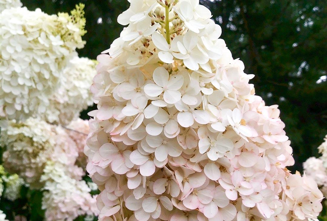 Hydrangea Paniculata Vanilla Strawberry Tree Form - View 6 from www redcrocus com