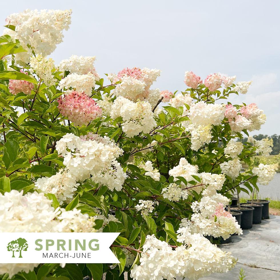 Hydrangea Paniculata Vanilla Strawberry Tree Form - View 7 from www redcrocus com