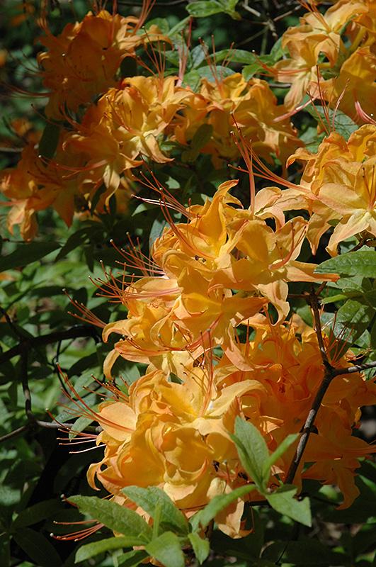 Azalea Calendulaceum - View 10 from www redcrocus com