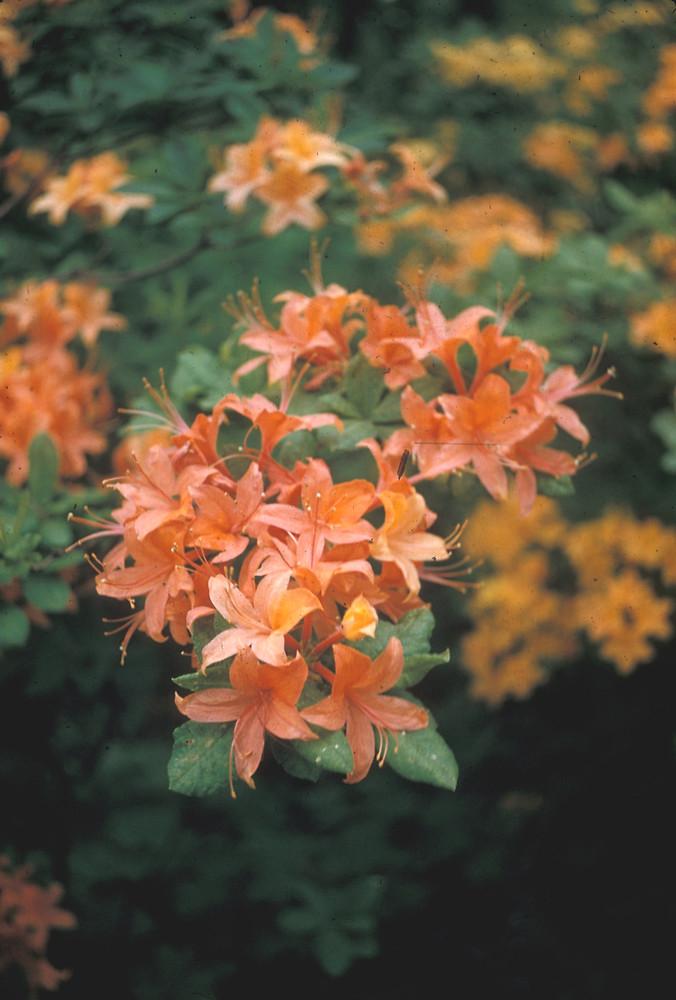 Azalea Calendulaceum - View 11 from www redcrocus com