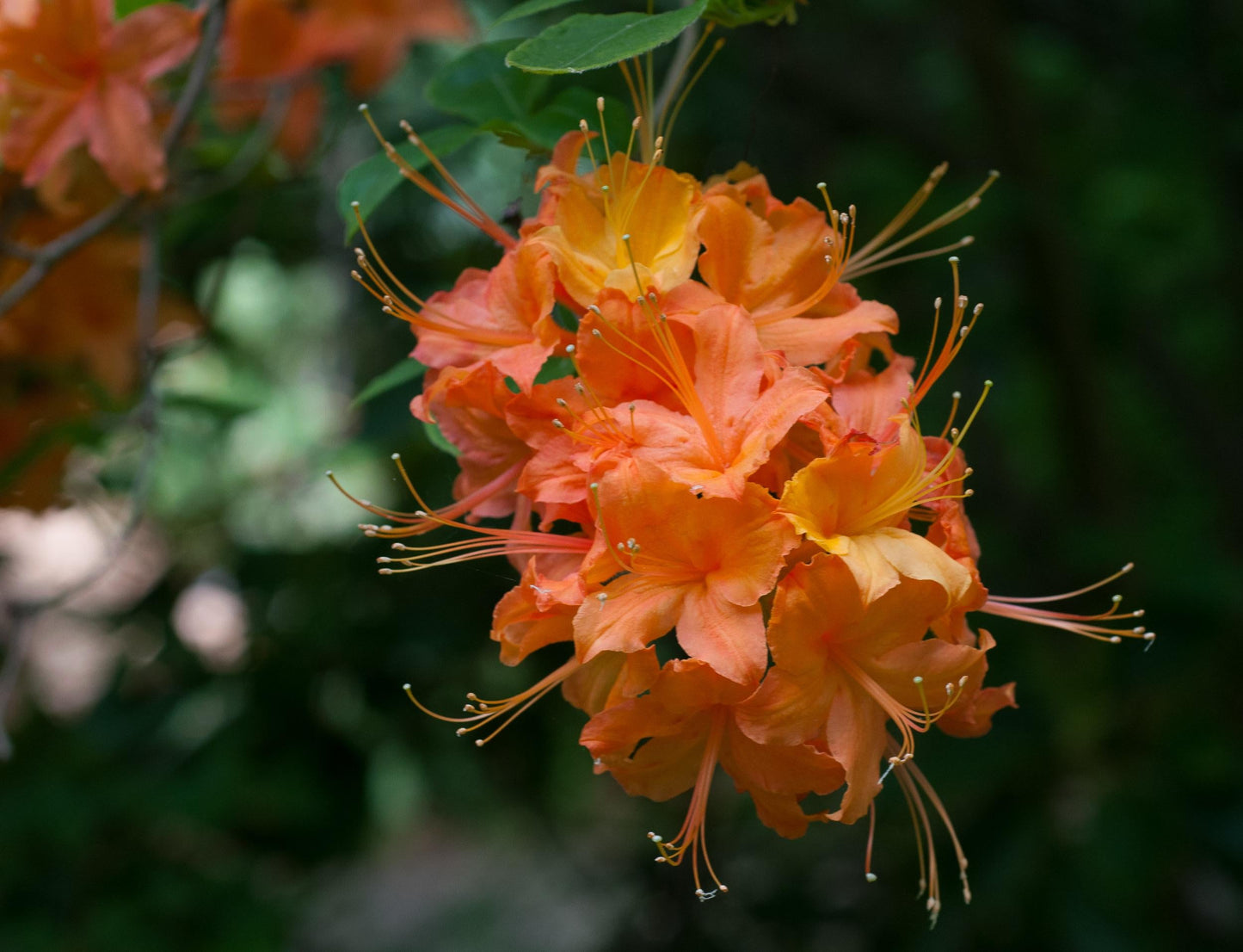 Azalea Calendulaceum - View 13 from www redcrocus com