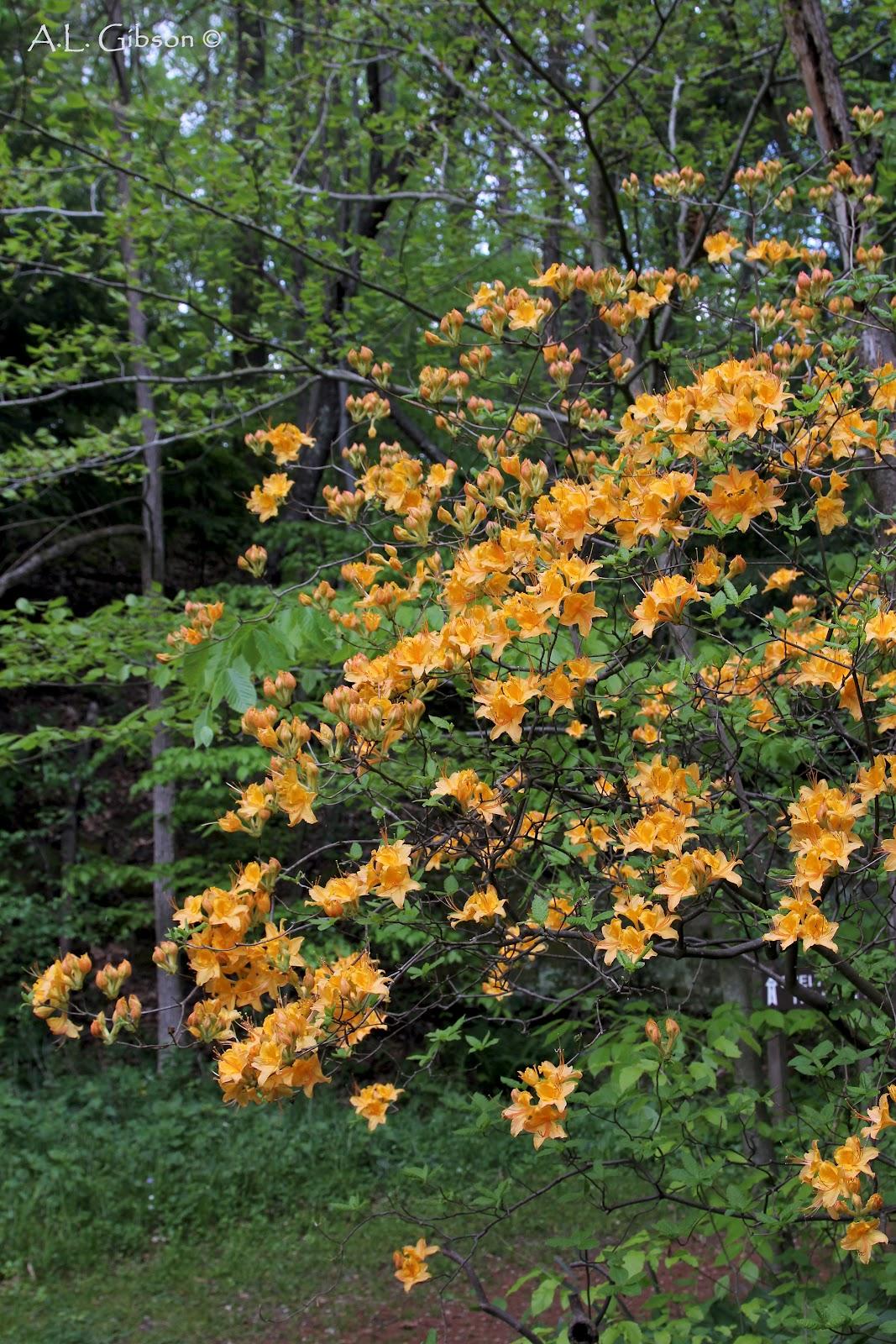 Azalea Calendulaceum - View 15 from www redcrocus com