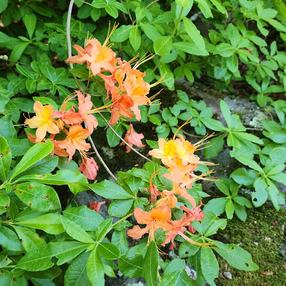Azalea Calendulaceum - View 17 from www redcrocus com
