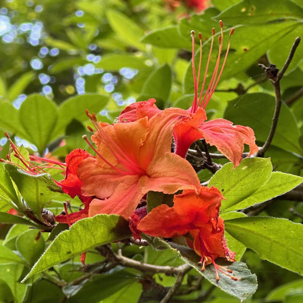Azalea Calendulaceum - View 19 from www redcrocus com