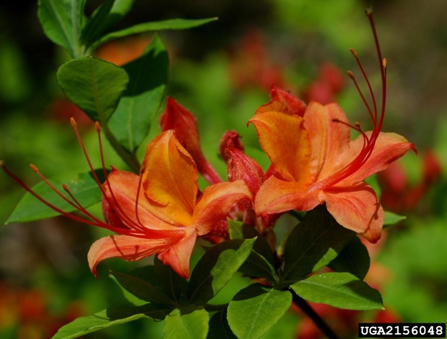 Azalea Calendulaceum - View 1 from www redcrocus com