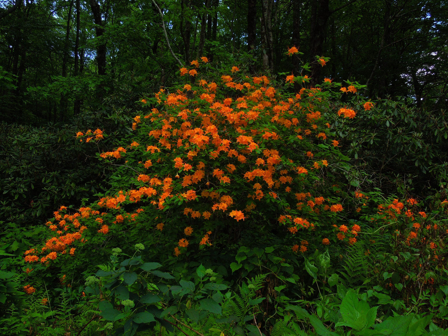 Azalea Calendulaceum - View 3 from www redcrocus com