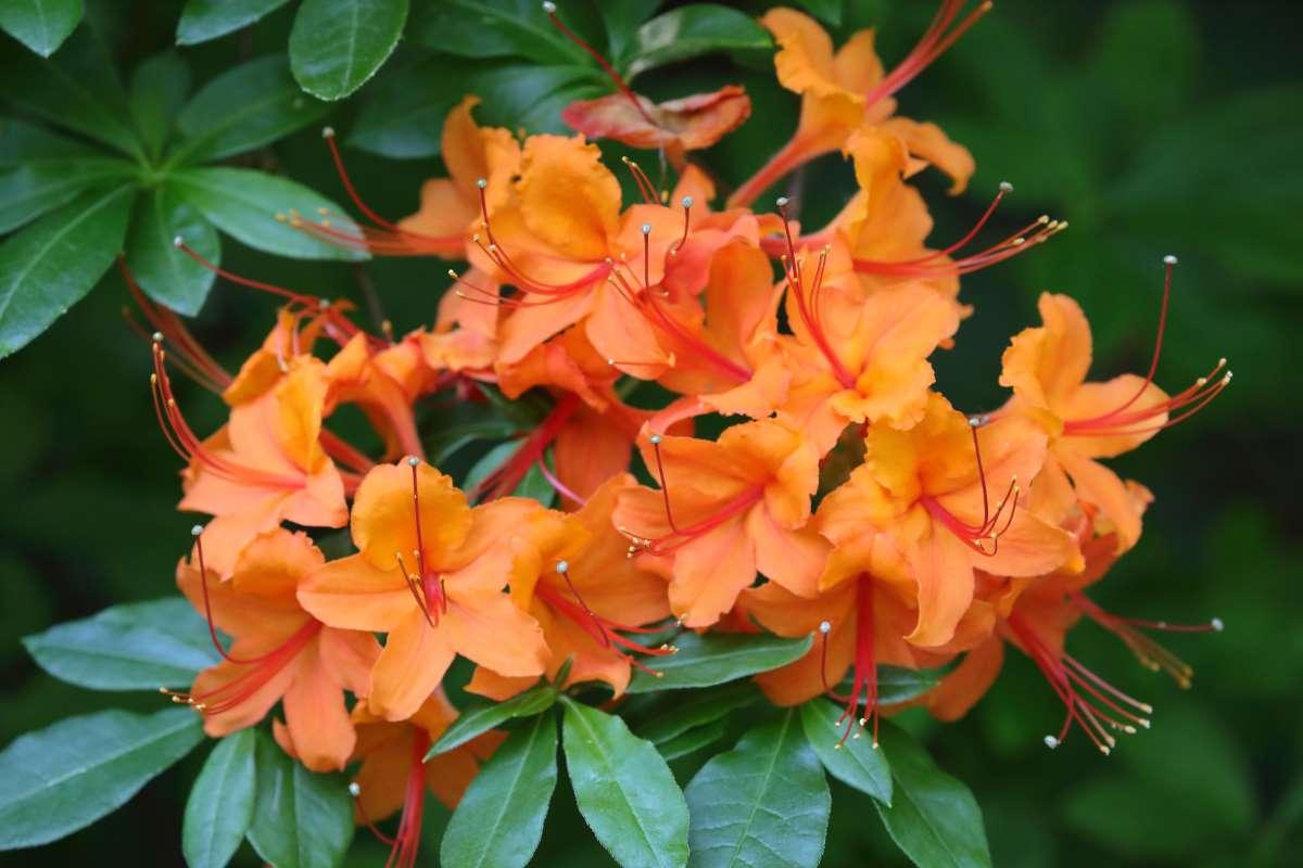 Azalea Calendulaceum - View 4 from www redcrocus com
