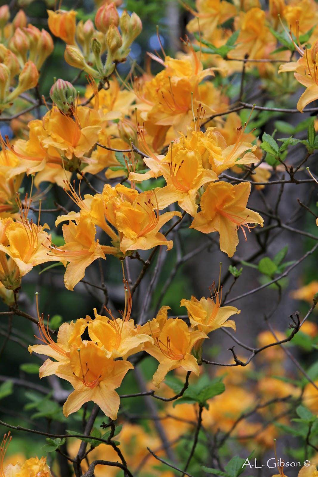 Azalea Calendulaceum - View 5 from www redcrocus com