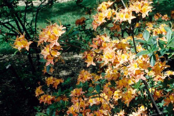 Azalea Calendulaceum - View 6 from www redcrocus com