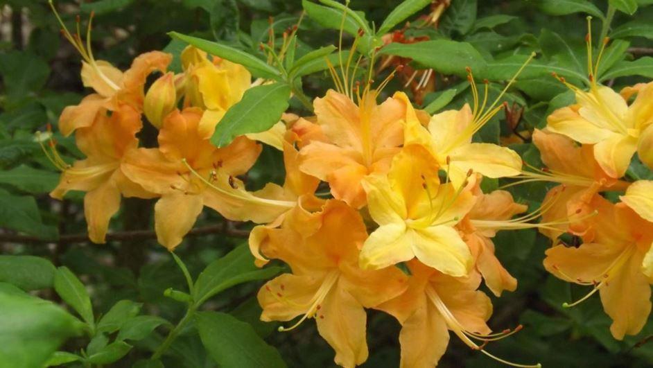 Azalea Calendulaceum - View 8 from www redcrocus com
