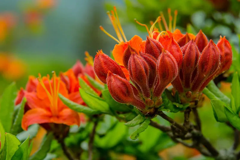 Azalea Calendulaceum - View 9 from www redcrocus com