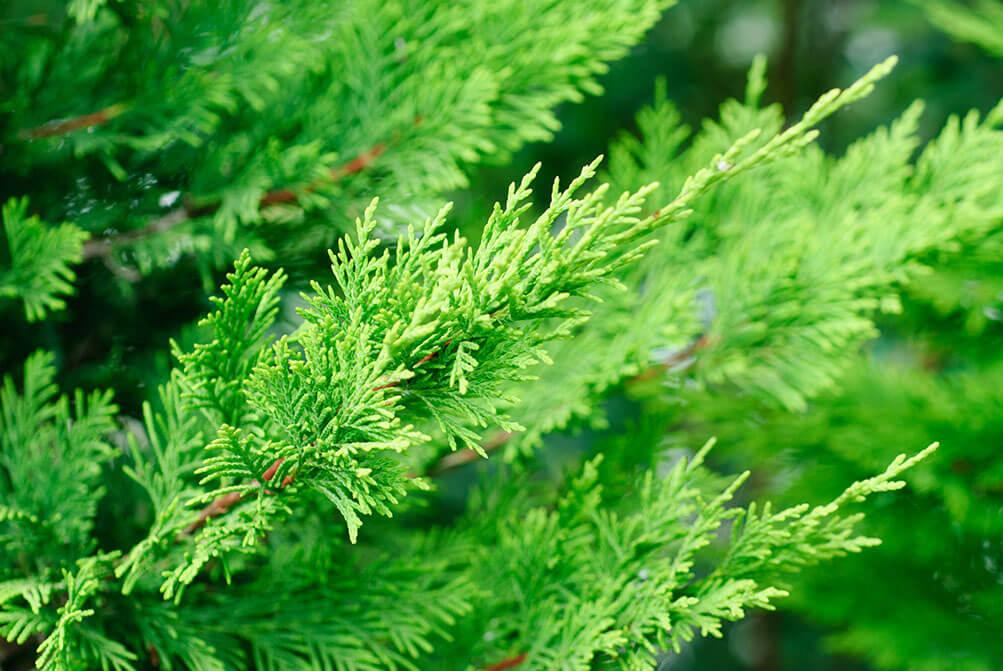 Cupressocyparis Leylandii - View 6 from www redcrocus com