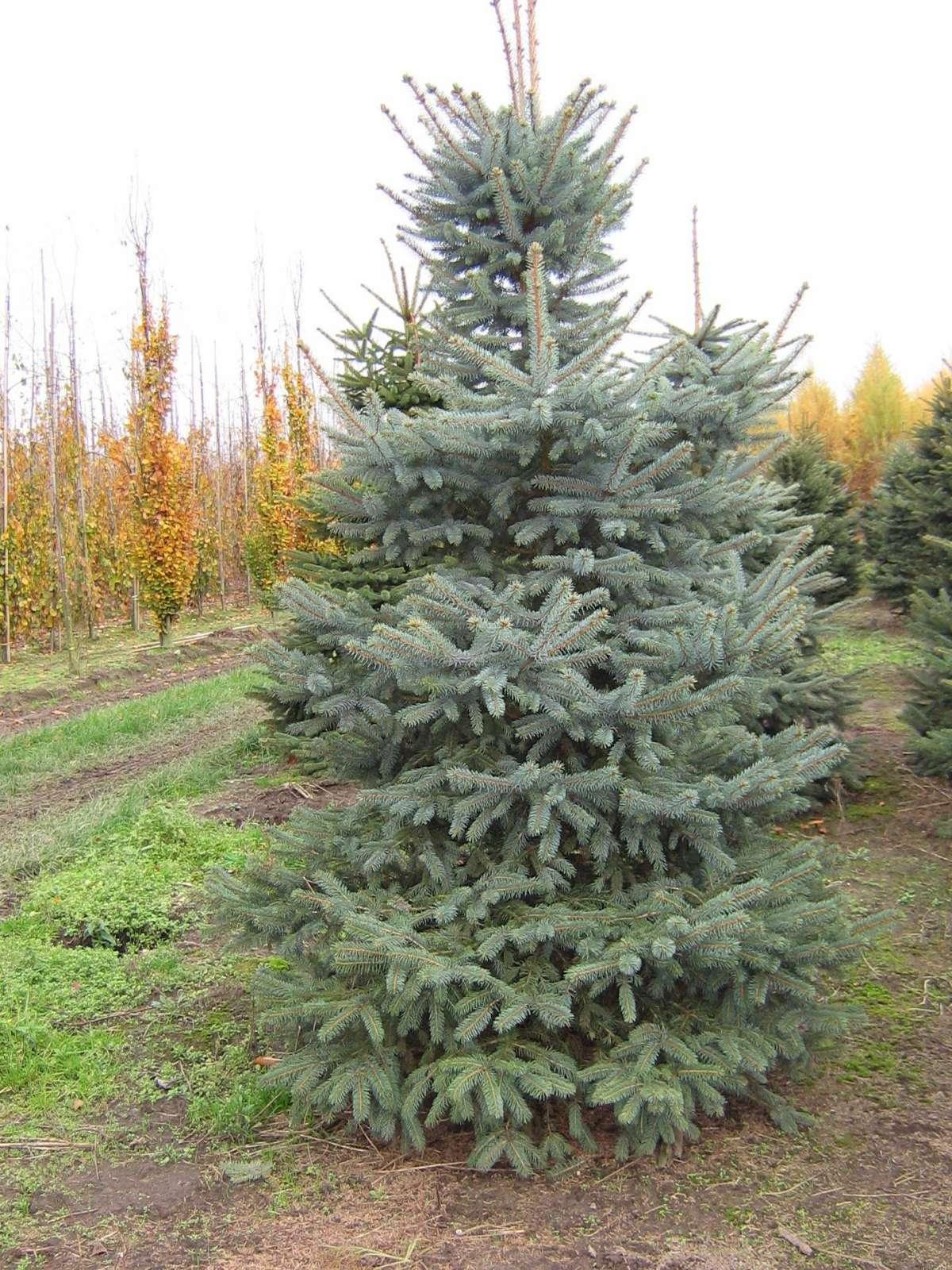 Picea Pungens Glauca - View 12 from www redcrocus com