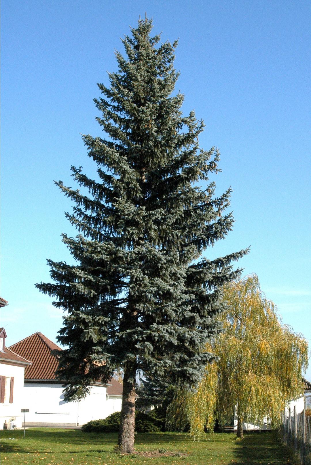 Picea Pungens Glauca - View 14 from www redcrocus com