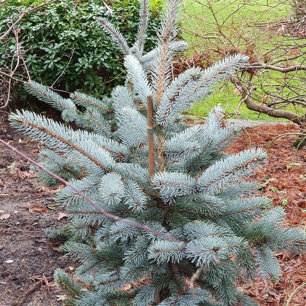 Picea Pungens Glauca - View 15 from www redcrocus com