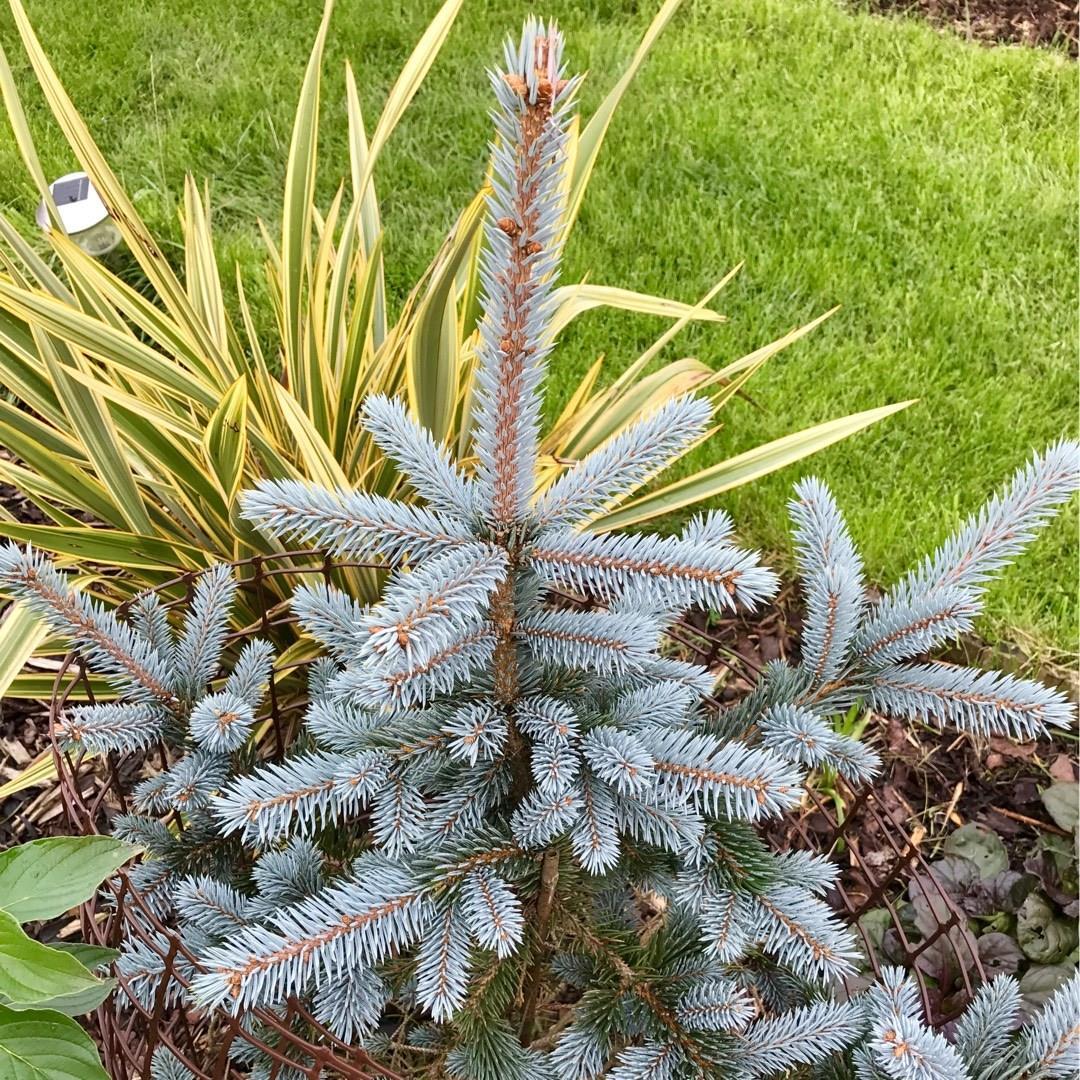 Picea Pungens Glauca - View 17 from www redcrocus com