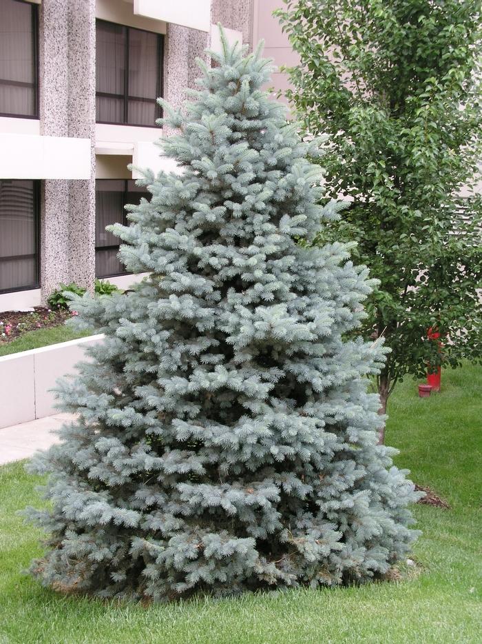 Picea Pungens Glauca - View 18 from www redcrocus com