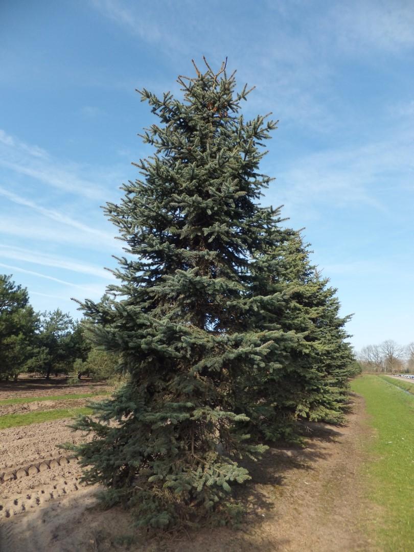 Picea Pungens Glauca - View 21 from www redcrocus com