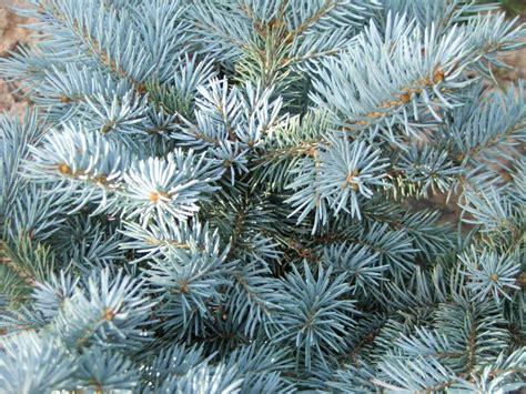 Picea Pungens Glauca - View 3 from www redcrocus com