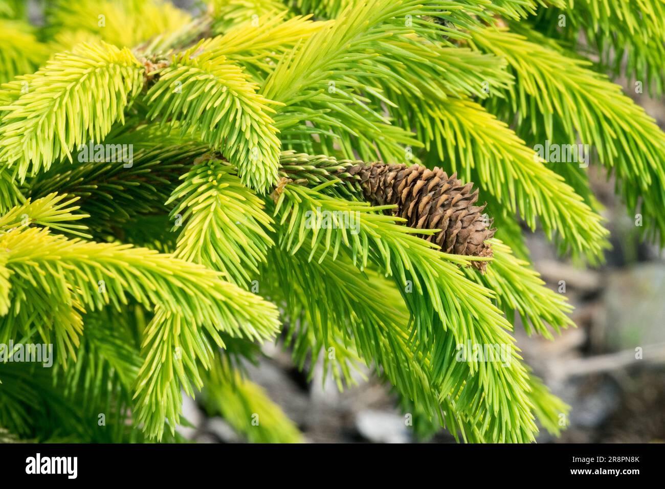 Picea Abies - View 17 from www redcrocus com
