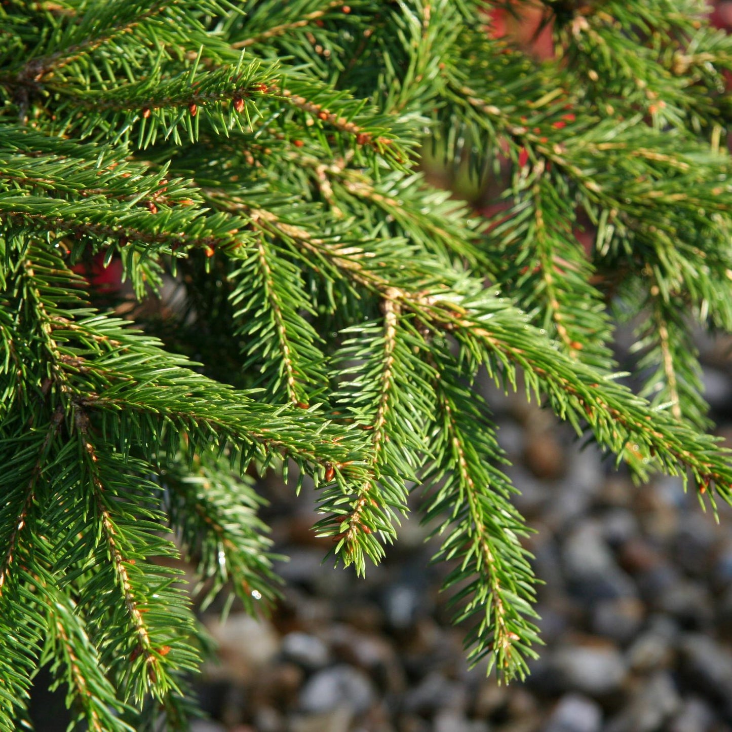 Picea Abies - View 20 from www redcrocus com