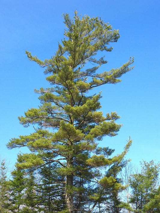 Pinus Strobus - View 10 from www redcrocus com