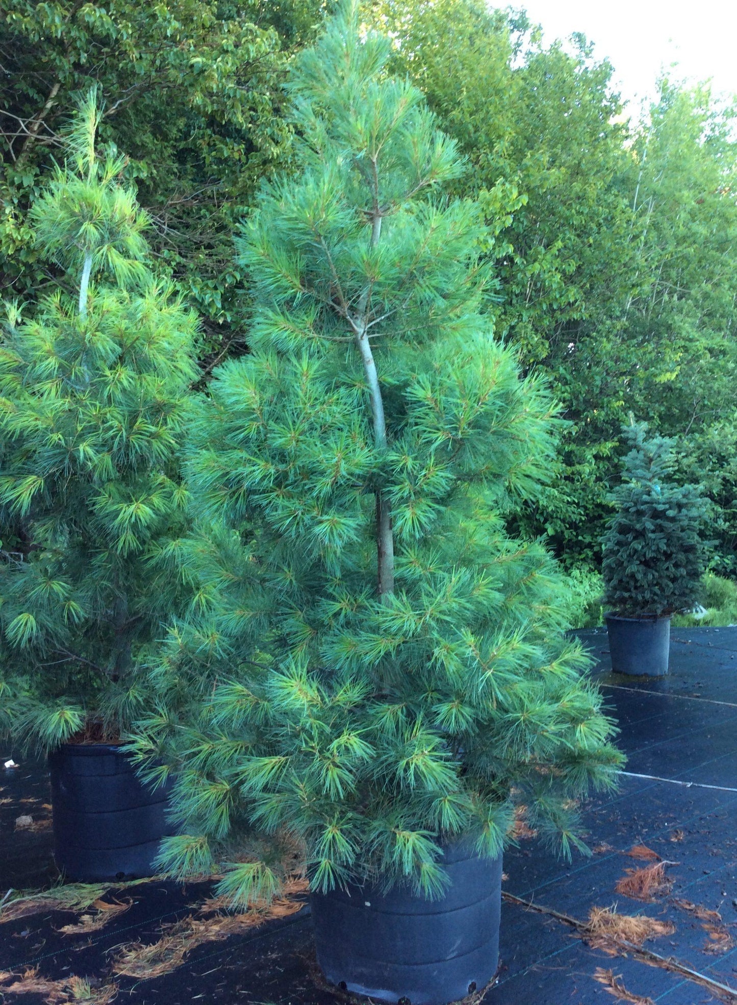 Pinus Strobus - View 10 from www redcrocus com