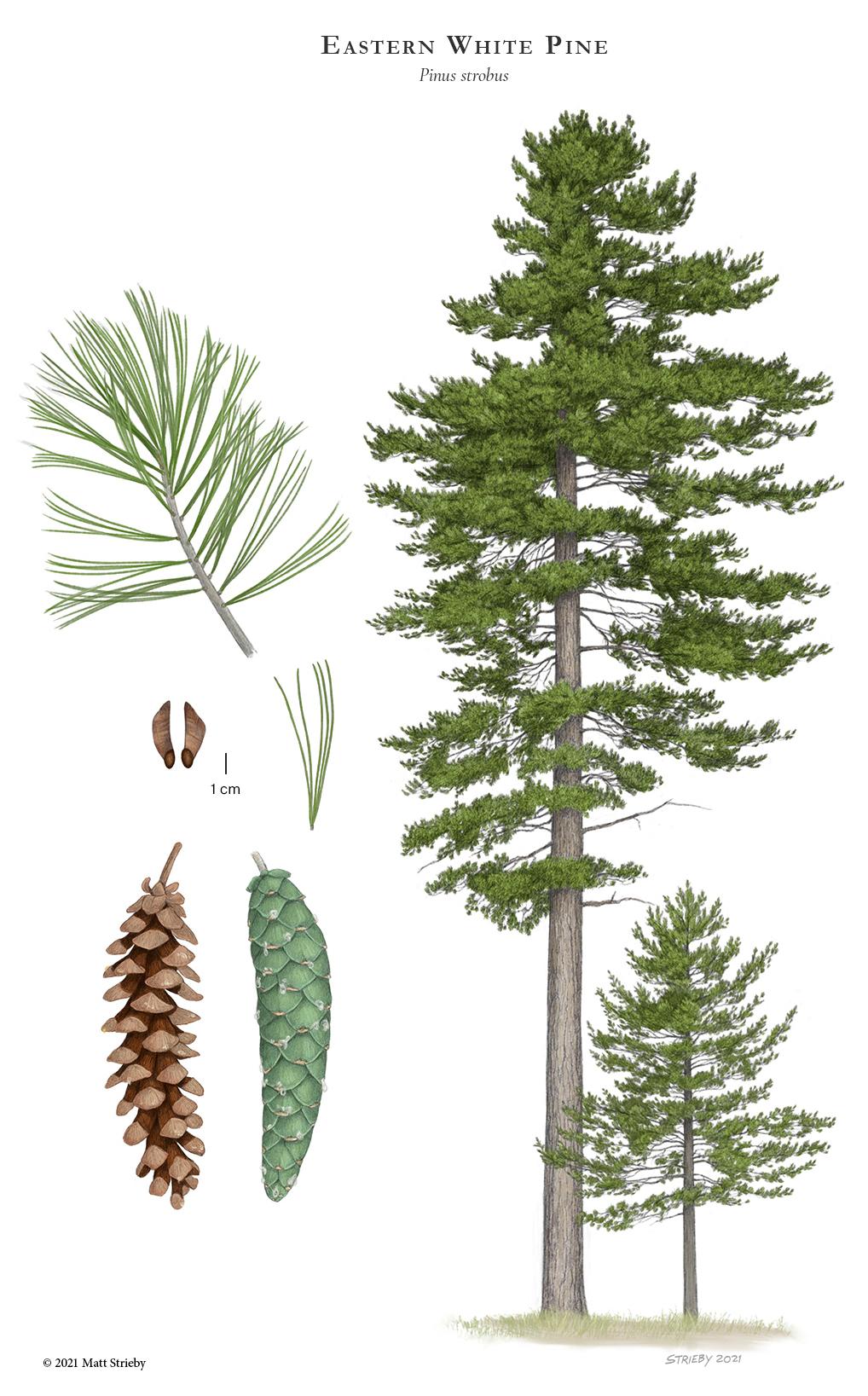 Pinus Strobus - View 18 from www redcrocus com