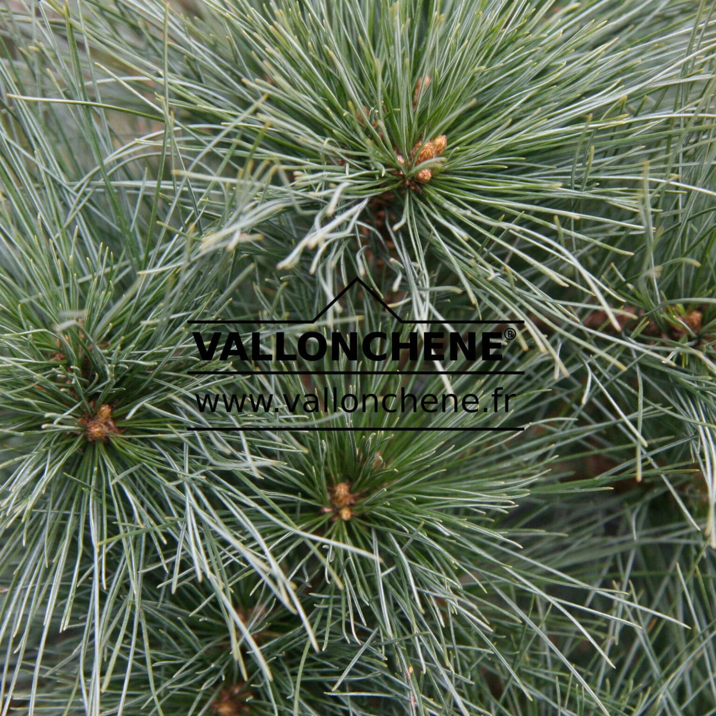 Pinus Strobus - View 19 from www redcrocus com