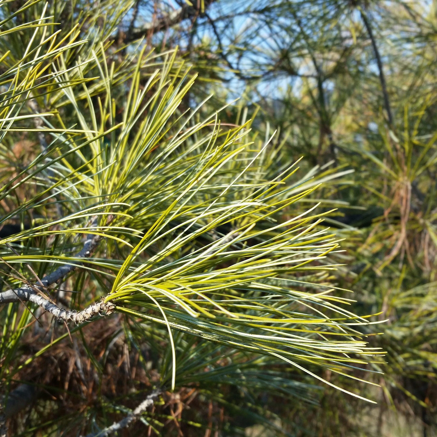 Pinus Strobus - View 20 from www redcrocus com
