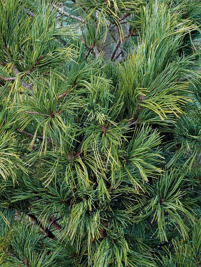 Pinus Strobus - View 10 from www redcrocus com