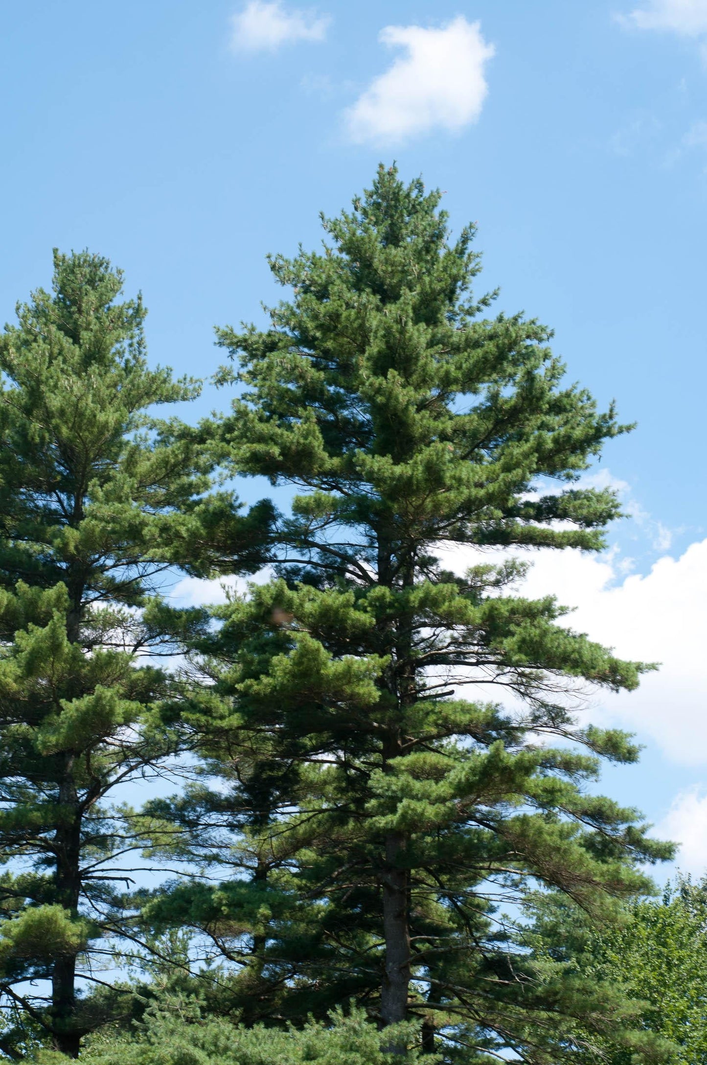 Pinus Strobus - View 11 from www redcrocus com