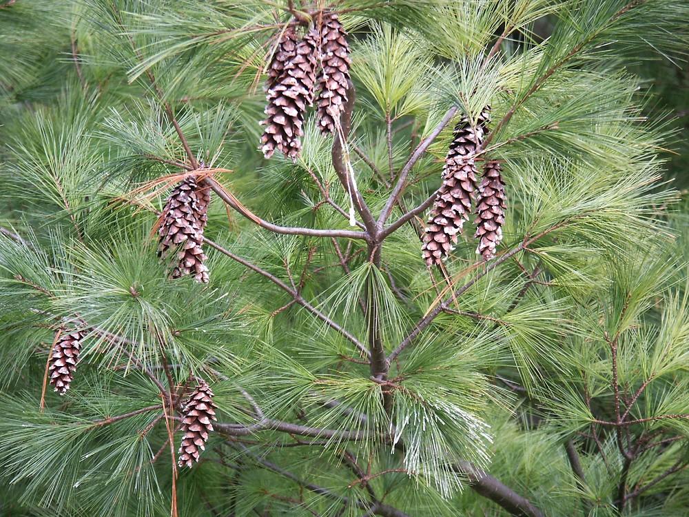 Pinus Strobus - View 12 from www redcrocus com
